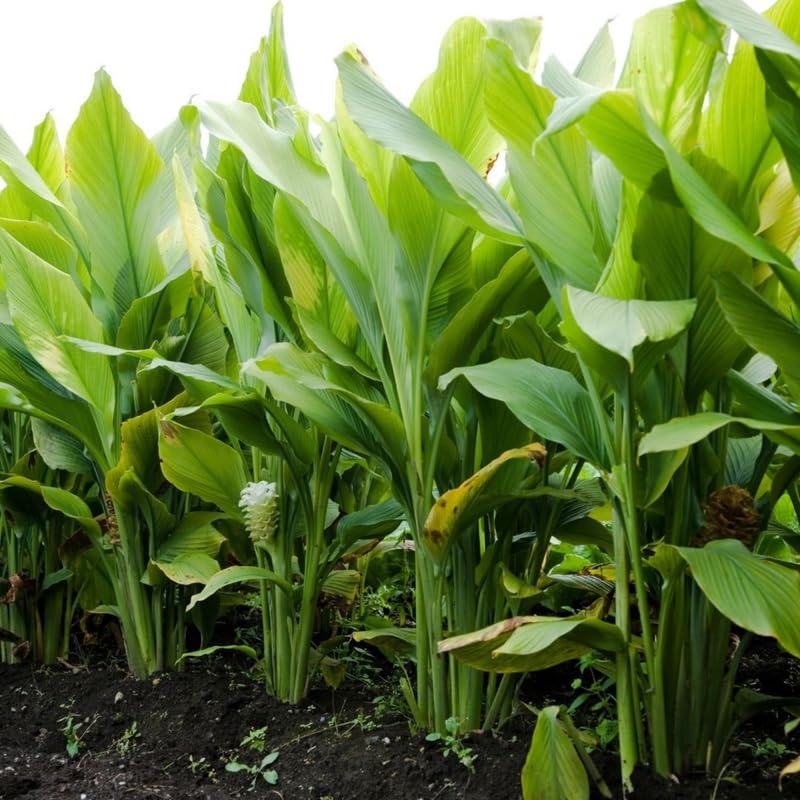 2 Yellow Turmeric Live Plants 4–7″ Tall, Curcuma Turmeric, Edible Root Herb Starter for Planting Outdoor