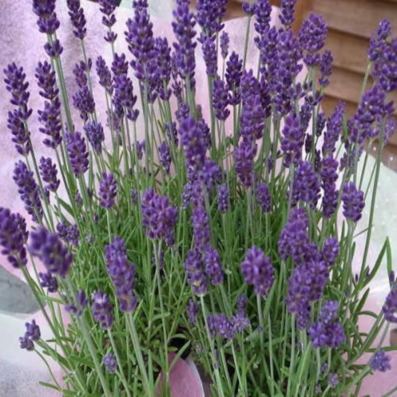 Set 2 Light Fragrant Lavender Plants Live, Fragrant Lavender Herb Plant for Border and Container Growing, Perennial Lavenders Plugs 3-5'' Tall