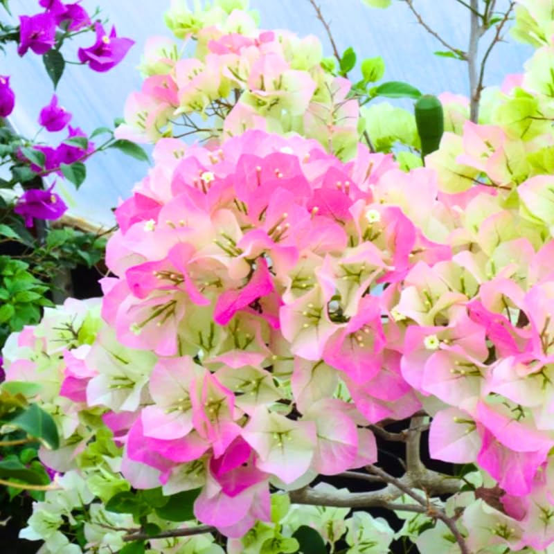 3 White Pink Bougainvillea Plants Live, 4-8” Tall Flowering Bougainvillea Vines, Tropical Climbing Plants for Garden or Containers, No Pot