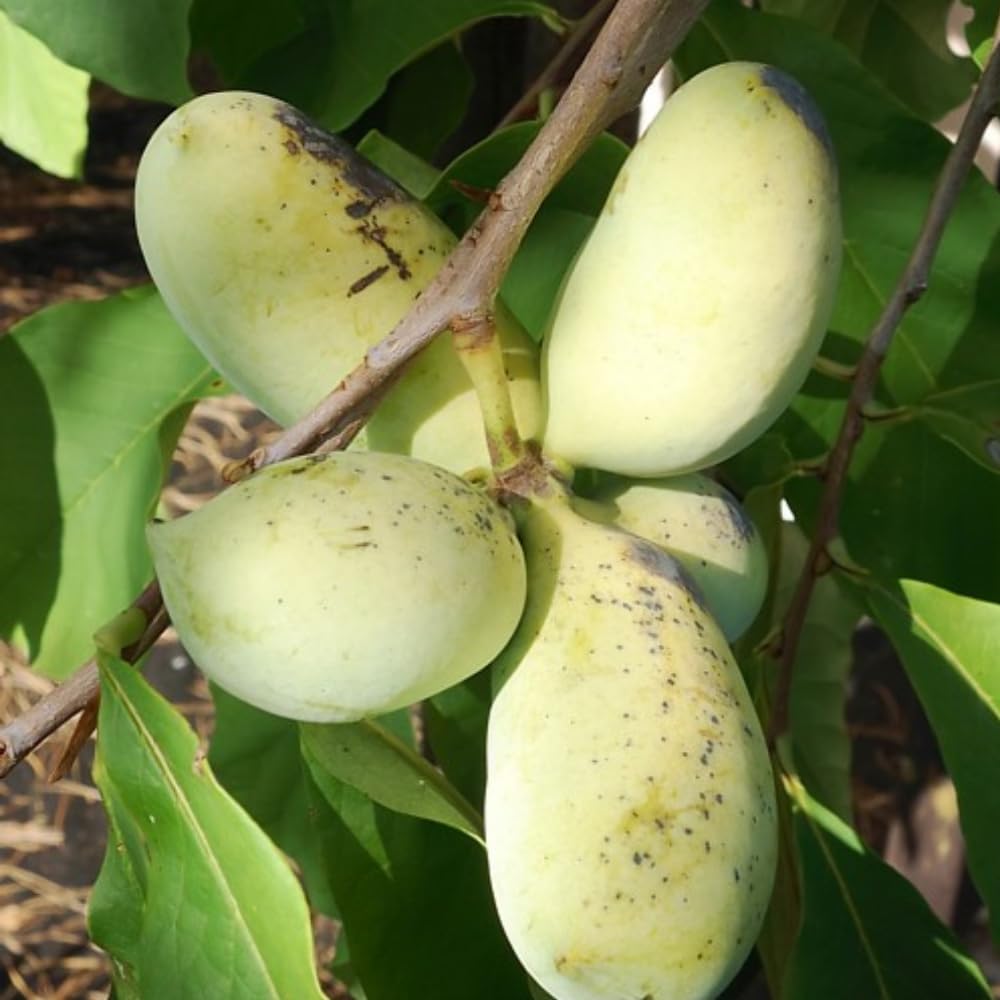 Pawpaw Fruit Tree Live Plant Starter, Common Paw Paw Plant, 6-14" in Tall, Hardy, Sweet Fruit for Planting