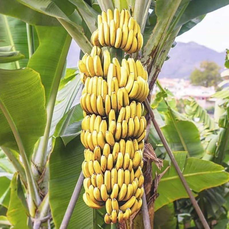 Grand Nain Banana Plant, Banana Trees Live Plants, 4-6" Tropical Fruit Tree for Home Garden, Patio and Container Growing