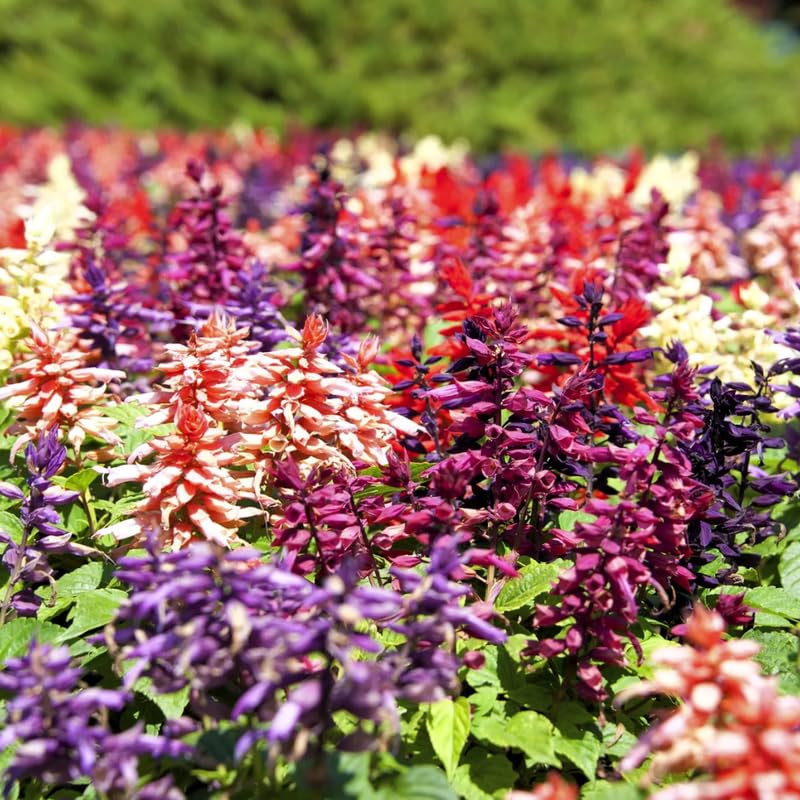 Set of 3 Salvia Plants Live, Mix Perennial Flower for Garden Planting, 4-7" Tall