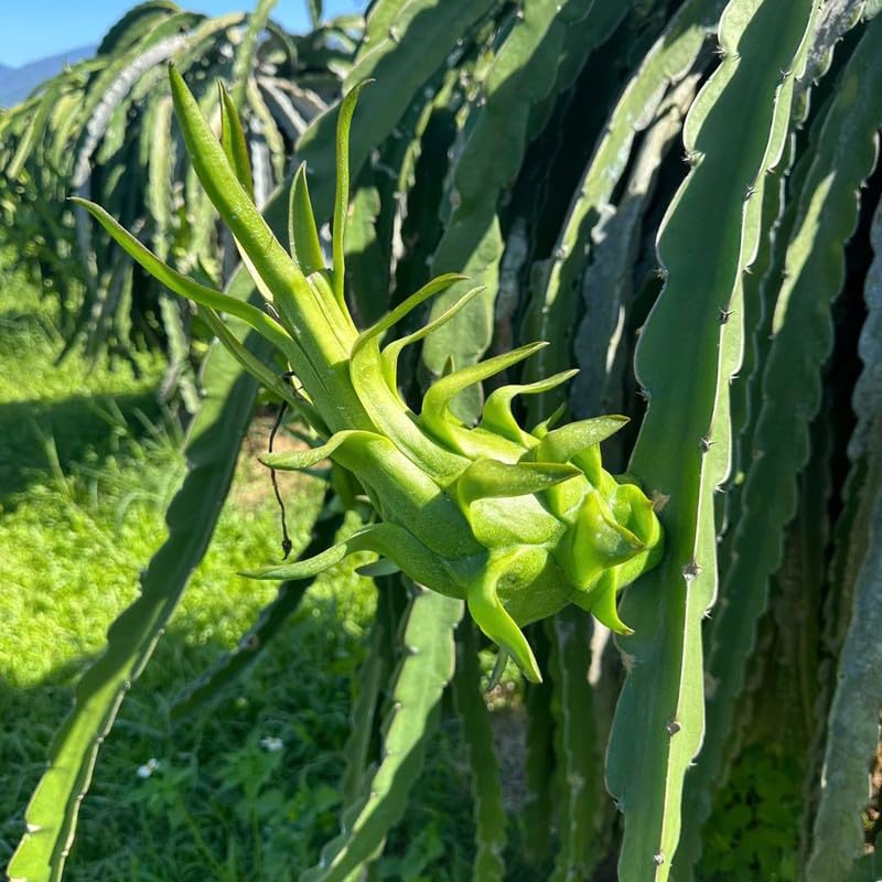 Tropical Red Dragon Fruit Tree 12-15 Inch Tall, Dragon Fruit Plant Live Home Gardening, Outdoor Plants