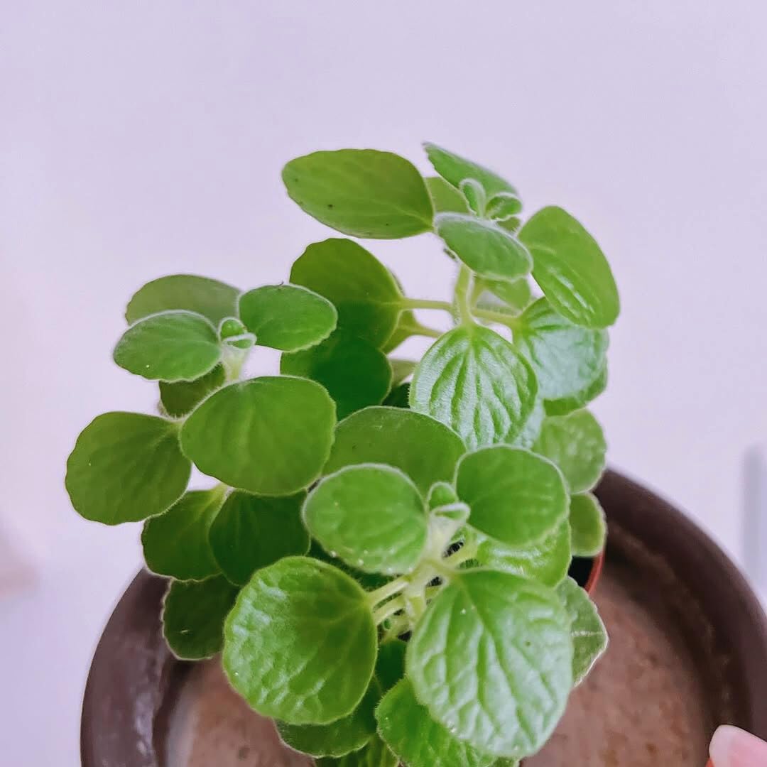 Cuban Oregano Plants Live, 4 to 6 Inc Long, 4 Well Rooted