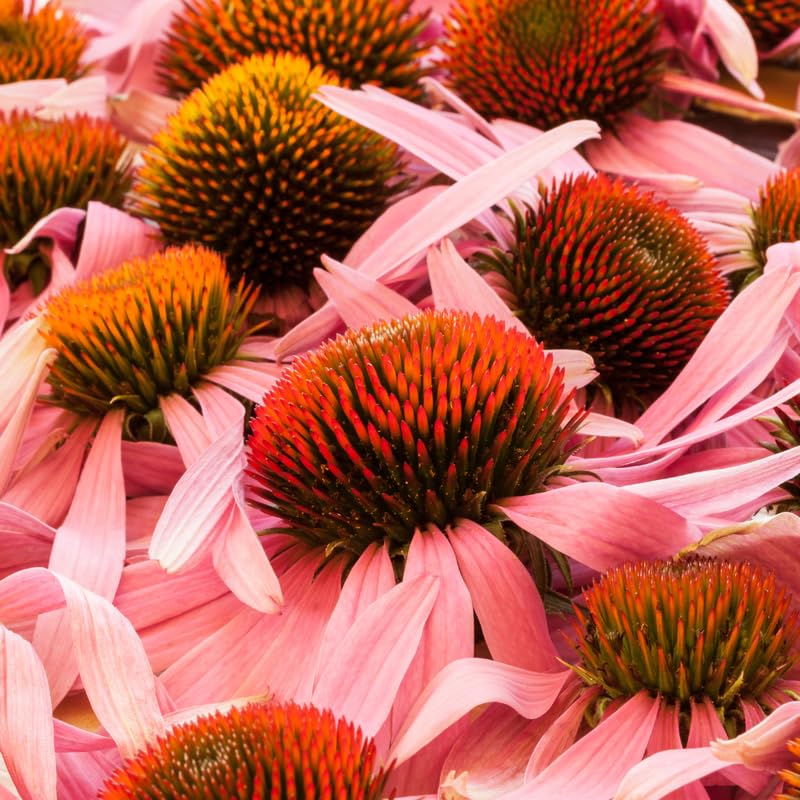 Coneflower Live Plant, Echinacea Plants Hardy Flowering Perennial, Starter Plant 3-5 Inch