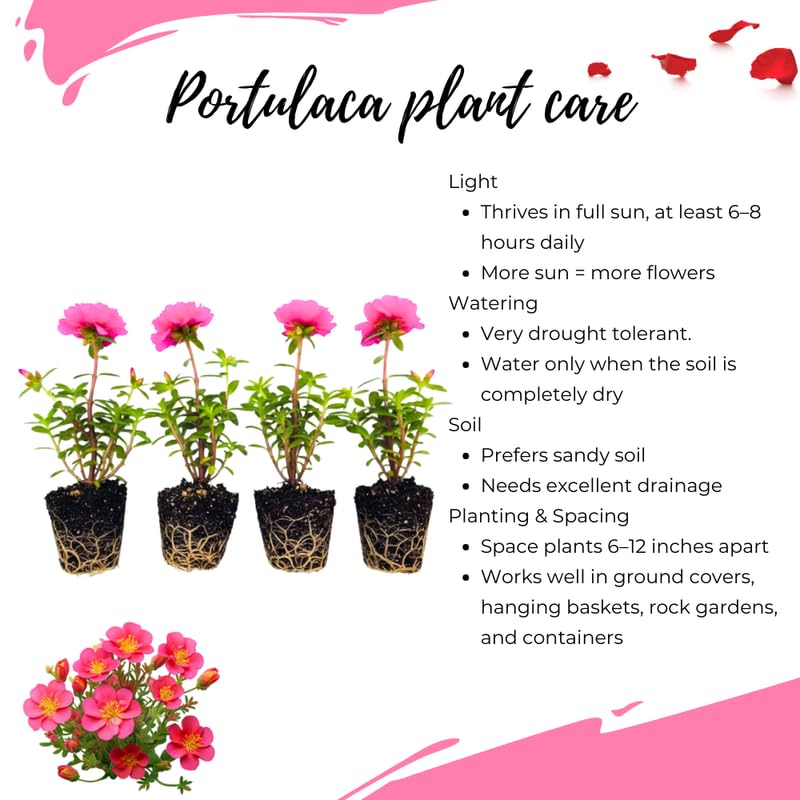 4 Pink Moss Rose Plants Live, Portulaca Ground Cover Flowers, 4-6 Inch Tall Plants for Garden or Containers