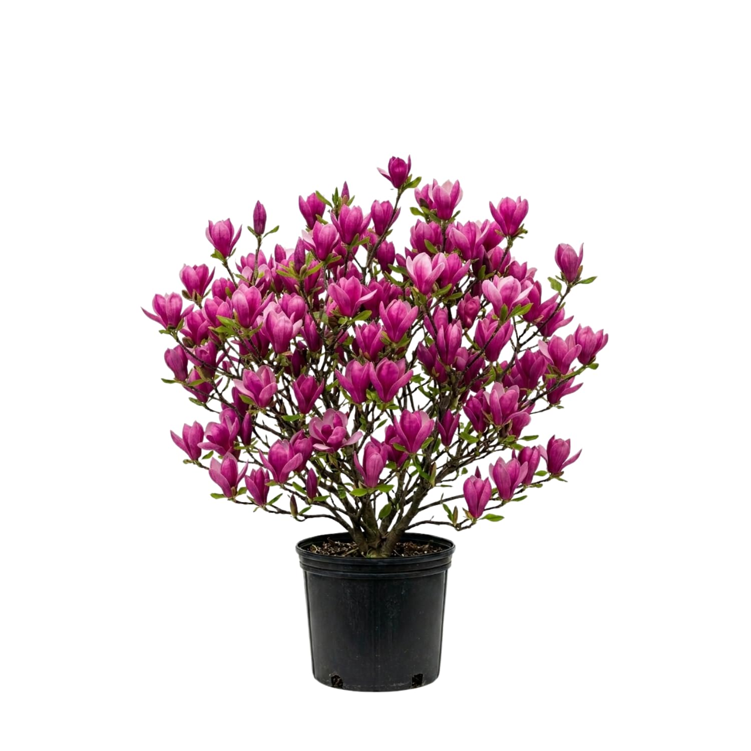 Jane Magnolia Flowering Tree Live, Compact Ornamental Tree for Landscape or Home Garden, 2-3 Ft in 3 Gallon Pot, No Ship to CA