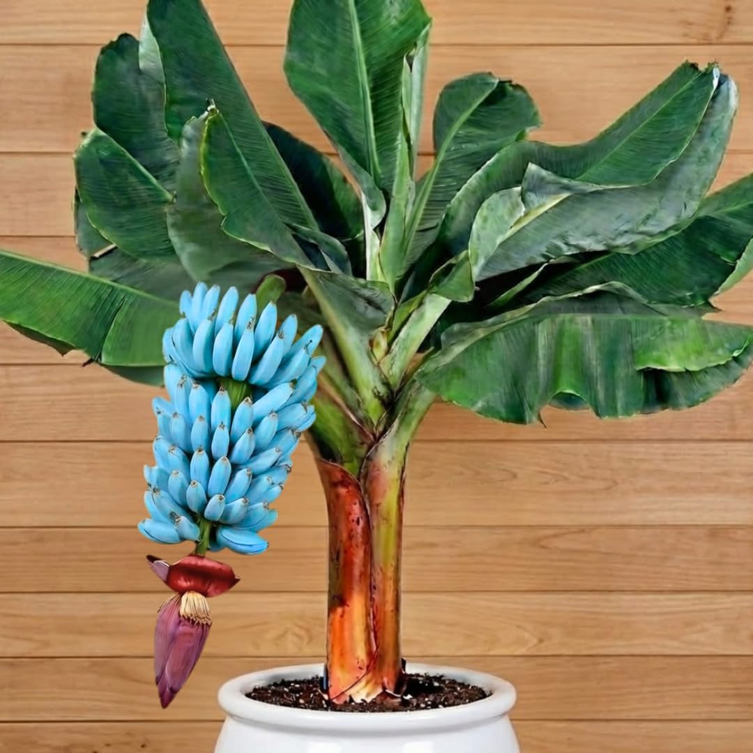 Ice Cream Banana Plant Live for Planting, Banana Trees Live Plants for Outdoor Indoor Planting, Cold Hardy, 4-7" in Tall, No Pot, Musa Plant