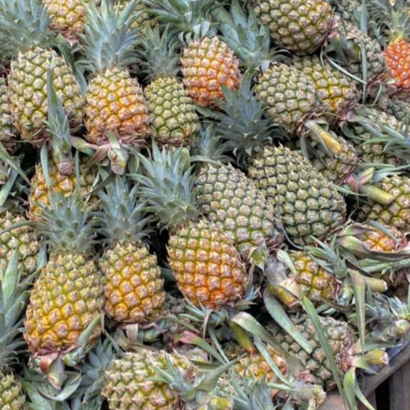 Sugarloaf Pineapple Plant, 1 Ft Tall in 1 Gallon Pot - Sweet White Pineapple for Patio, Indoor and Outdoor Growing, No Ship to CA