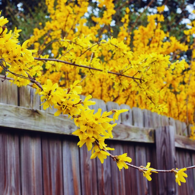 Forsythia Tree Live Plant, Lynwood Forsythia Bush Plant Live, 6 to 12 Inches, Yellow Flower