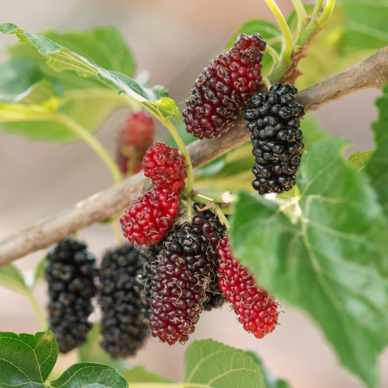 Illinois Everbearing Mulberry Tree, 4-8 Inch Hardy Mulberry Tree Live Plant, Sweet Berry Mulberries Fruit Tree Bush Plants for Planting Home Garden, Well Rooted