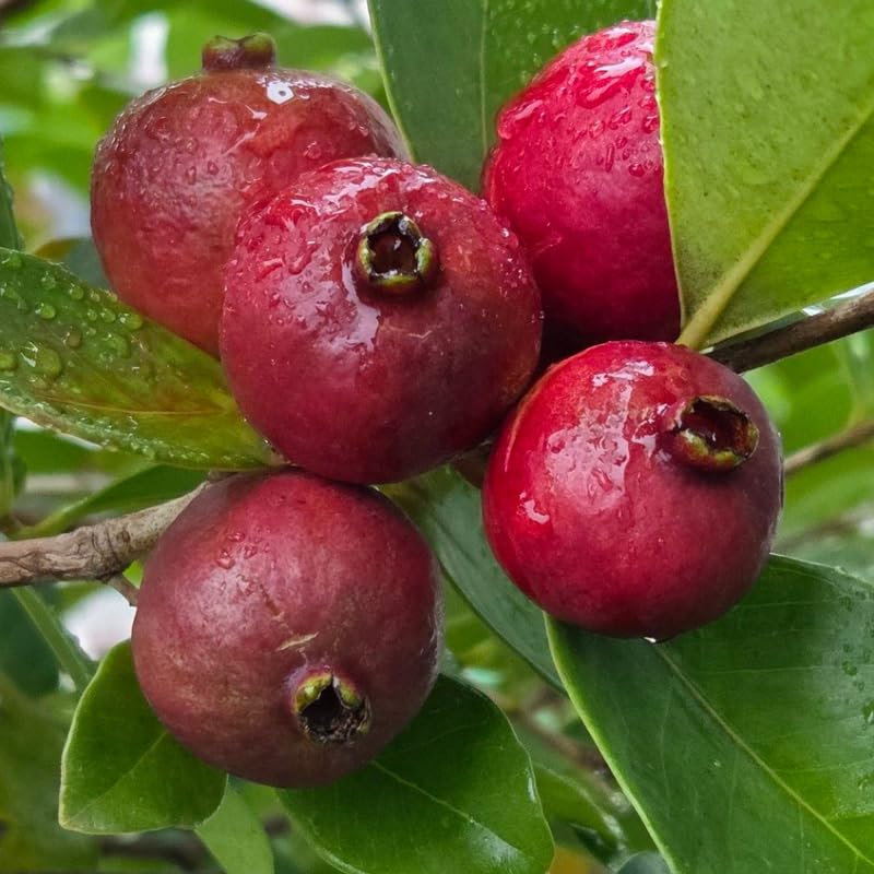 Strawberry Guava Tree Live Plant, Sweet Tropical Fruit Tree for Patio, 2-3 Feet Tall in 3 Gallon Pot for Planting Outdoors, No Ship to CA