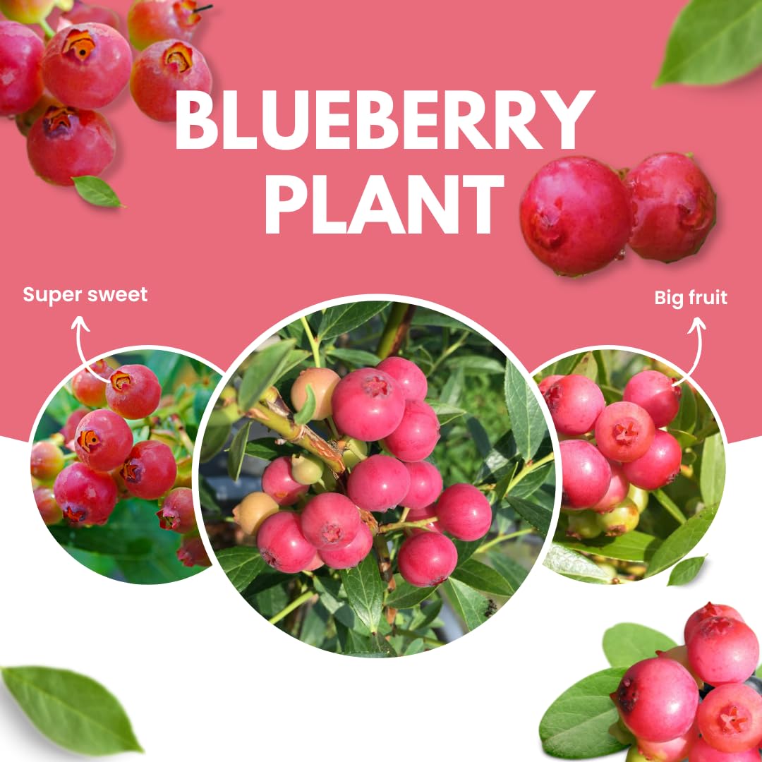 2 Year Old Pink Lemonade Blueberry Bush Tree Live Plant 1-2Feet Tall in 1 Gallon Pot, Blueberries Plants, High Yielding, Ready to Fruit, No CA