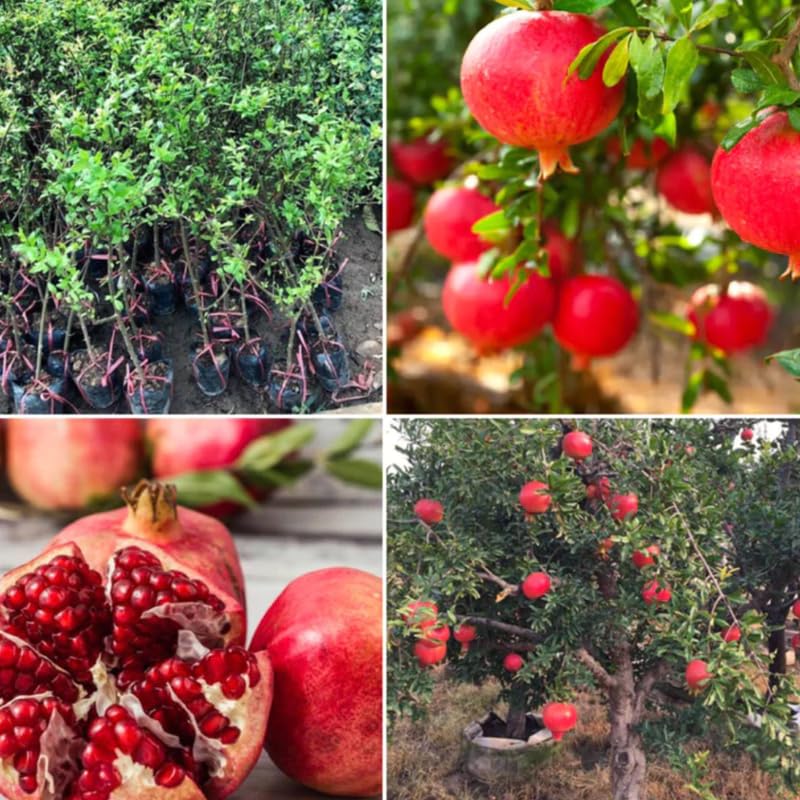 Pomegranate Plant Live, 1-2 Feet Tall, Red Pomegranate Live Plants, Tropical Fruit Tree for Outdoor Indoor Planting, High Yield, Live Cherry Tree in 1 Gallon Pot, Well Rooted, No to CA