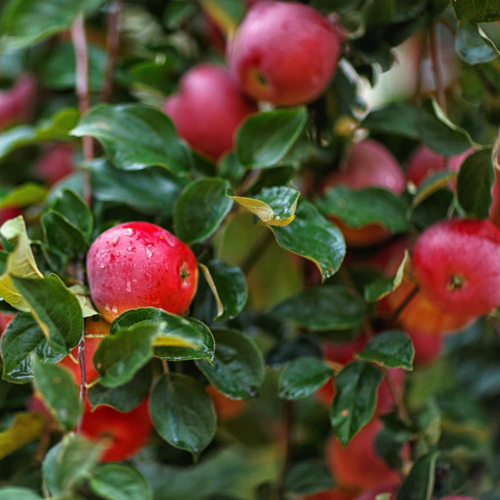 River Apple Tree Live Plant Up to 3 Feet, Bare Root Dormant, Spring Break Fruit Sweet Apple Trees Live Plants for Outdoor Planting, Cold Hardy Fruit