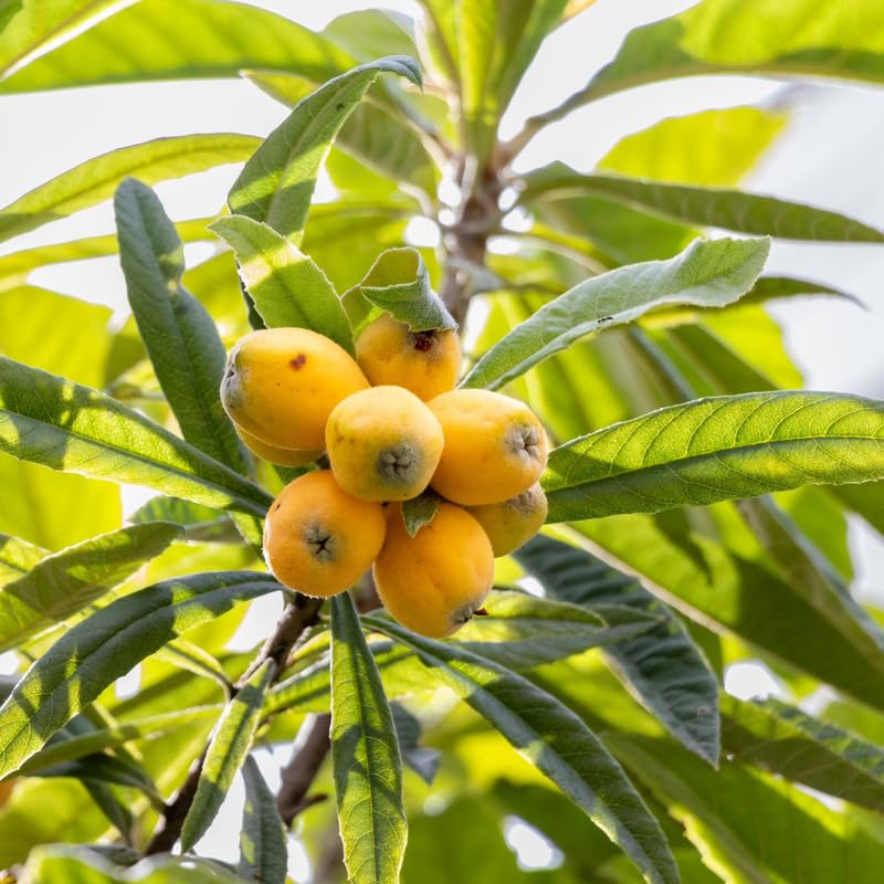 Loquat Tree Live Plant in 3 Gallon Pot, Loquat Fruit Tree for Outdoor Garden, Tropical Fruit Tree for Backyard Orchard, Patio Containers or Landscape Growing, No Ship to CA