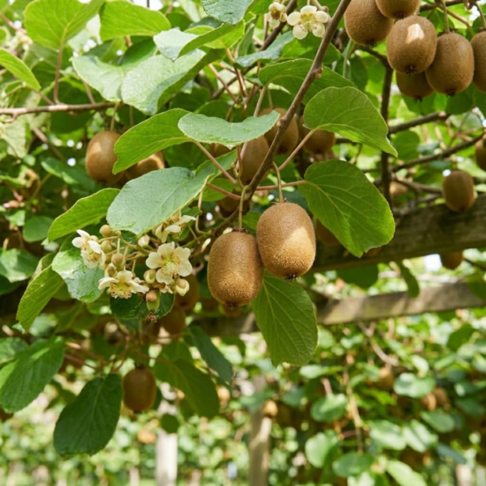 Female Hardy Kiwi Vine Live Plant, Outdoor Garden Fruit Vine, 4-8 Inch Tall