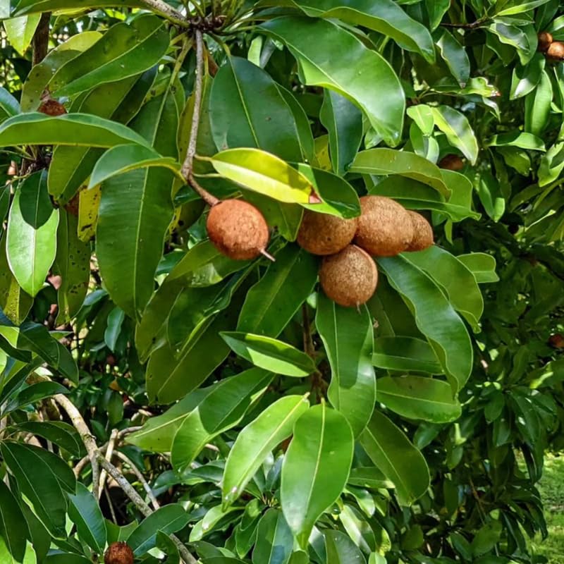 Sapodilla Fruit Tree Live, Garden Ready Tropical Plant for Home and Outdoor Growing, 2-3 Ft Height in 3 Gallon Pot, No Ship to CA