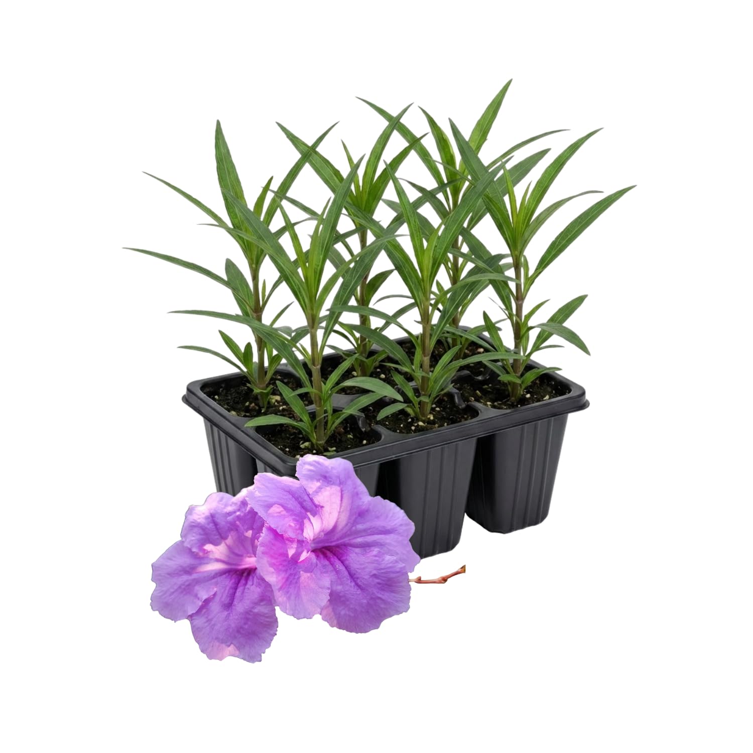 6 Mexican Petunia Live Plants, Vibrant, Low-Maintenance Perennial Flowers, 4-7 Inches, Garden or Containers Growing (Dwarf Purple Blue)