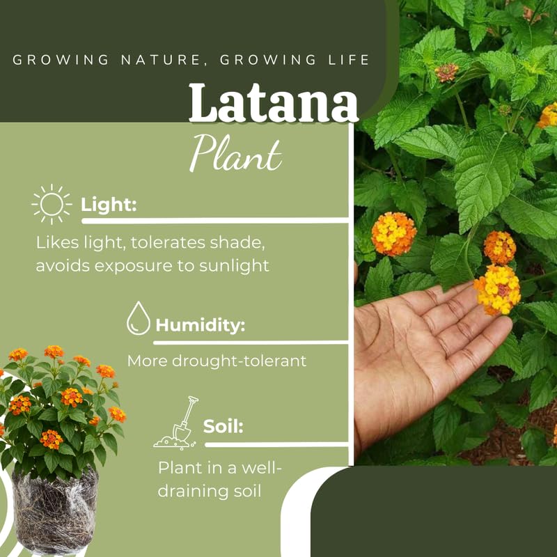 4 Lantana Plants Live, Yellow Orange Lantana Live Plant from 4 Inches Tall, Hardy Annual Flower Plant Indoor Outdoor