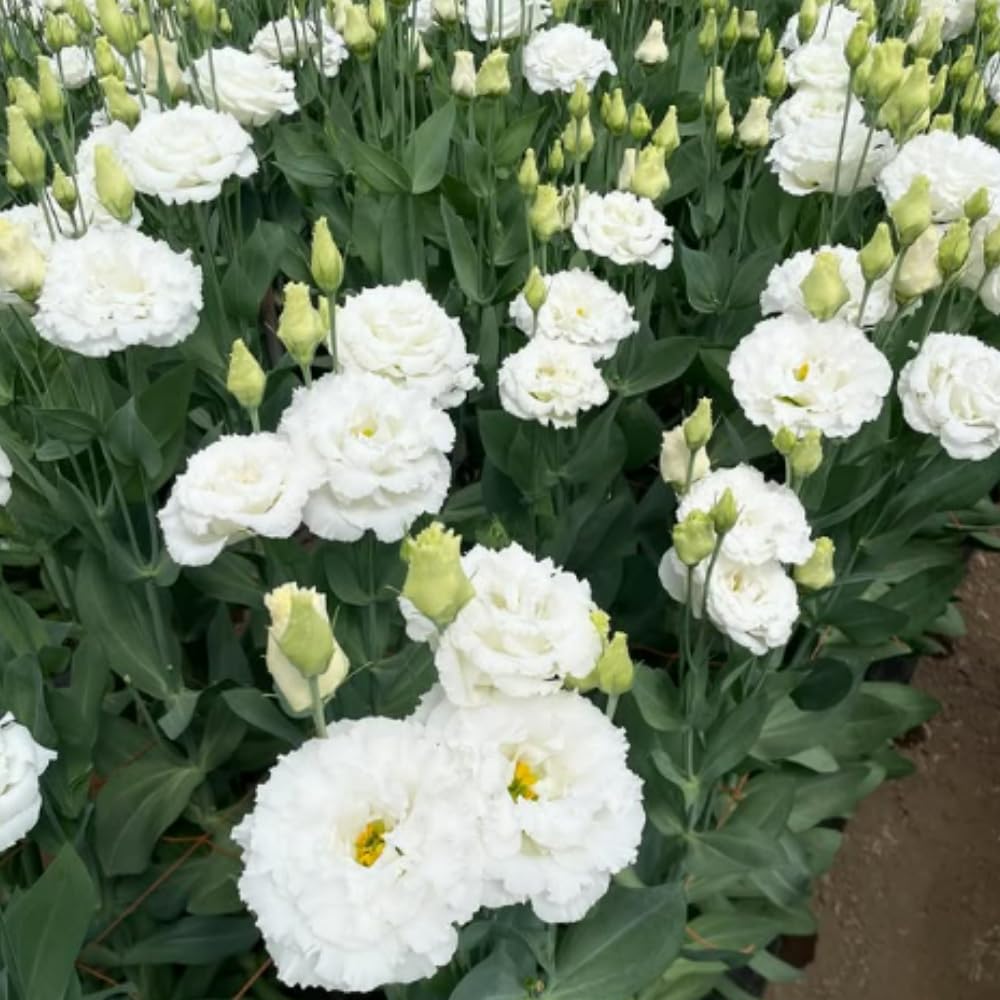 Sets 2 White Lisianthus Eustoma Live Plants, Plug Size, Well-Rooted, Texas Bluebell, Thornless Love Rose Plant, Spring to Fall Bloom, 2-4" in Tall Starter