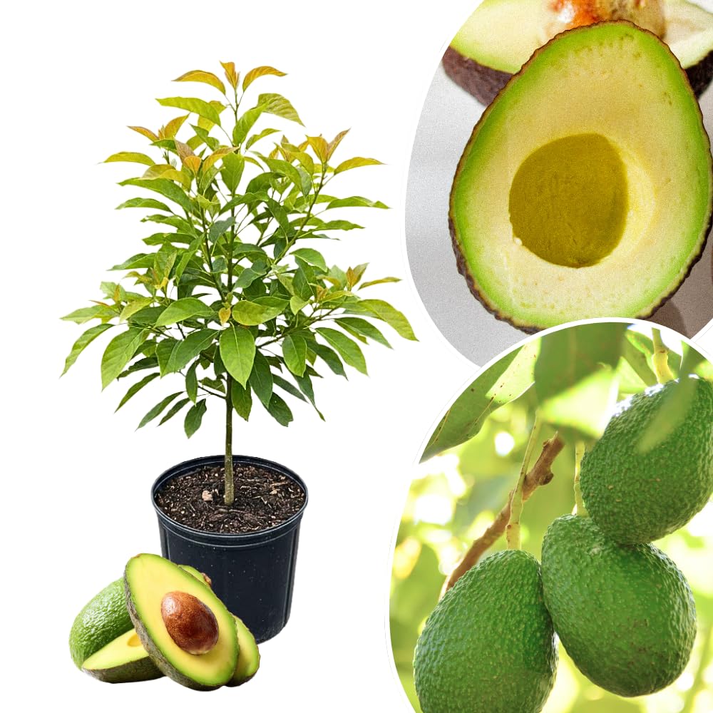 HASS Avocado Tree Live Plant, Avocado Live Plant, Tropical Fruit Tree, 1-2 Feet Tall in 3 Gallon Pot for Growing