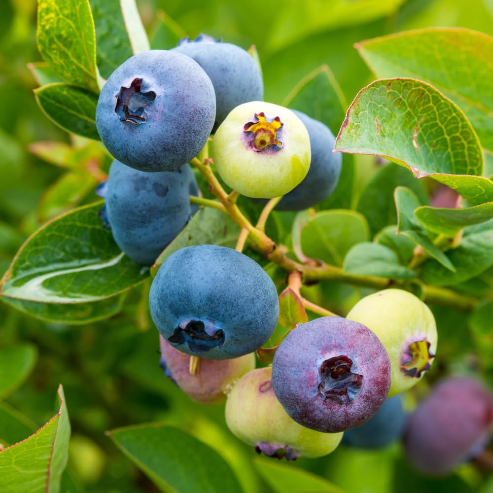 Live Blueberry Bushes, Hardy Early-Mid Season Blueberry Bush for Garden, 1-2 Ft Tall Plant in 1 Gallon Pot for Gardening, No Ship to CA