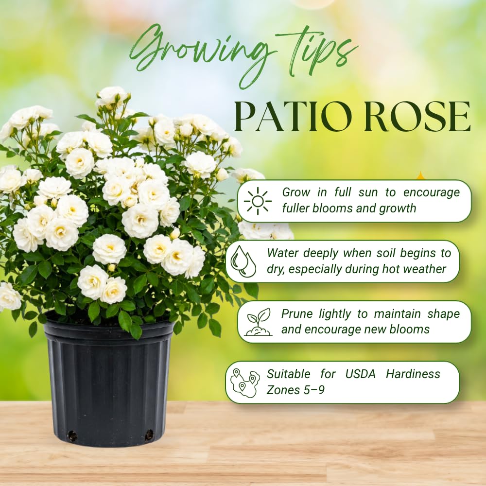 Red Rose Plant Live, Mini Patio Rose Live Plant in 3 Gallon Pot, 1 Feet Tall, Compact Blooming Rose for Containers and Gardens, No Ship to CA