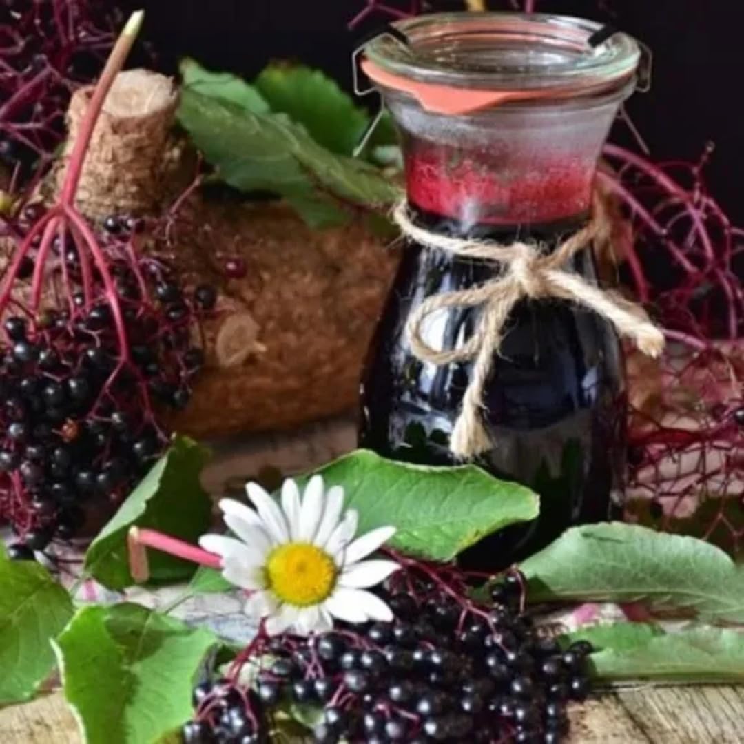 2 Black Elderberry Plants Live, 6-10 Inch Tall, American Elderberry Bush Live Plant, Sweet Elderberries Fruit