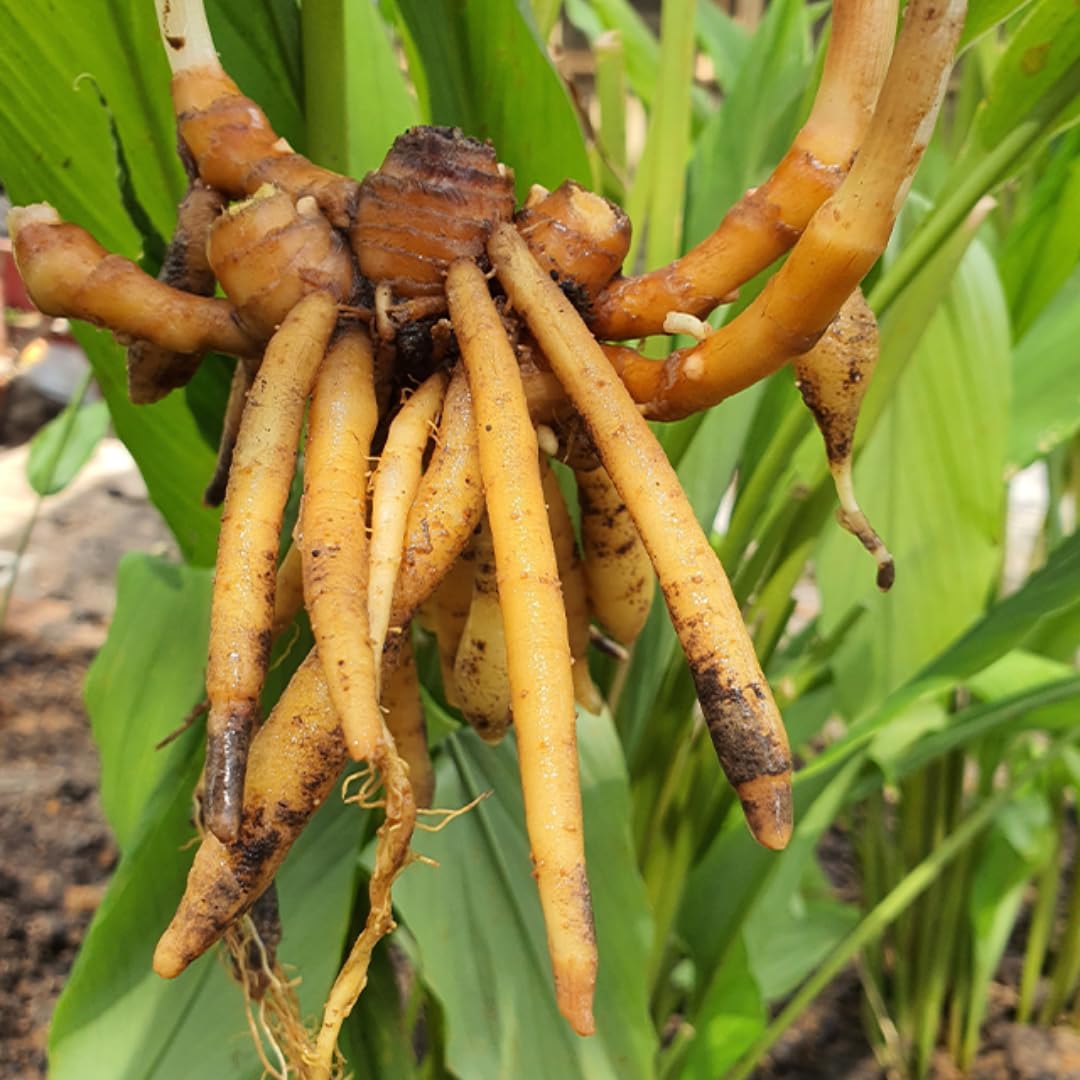 Fingerroot Ginger Live Root, Not Plant, Finger Root Tubers Plant Herb, Thai Ginger for Cooking or Planting