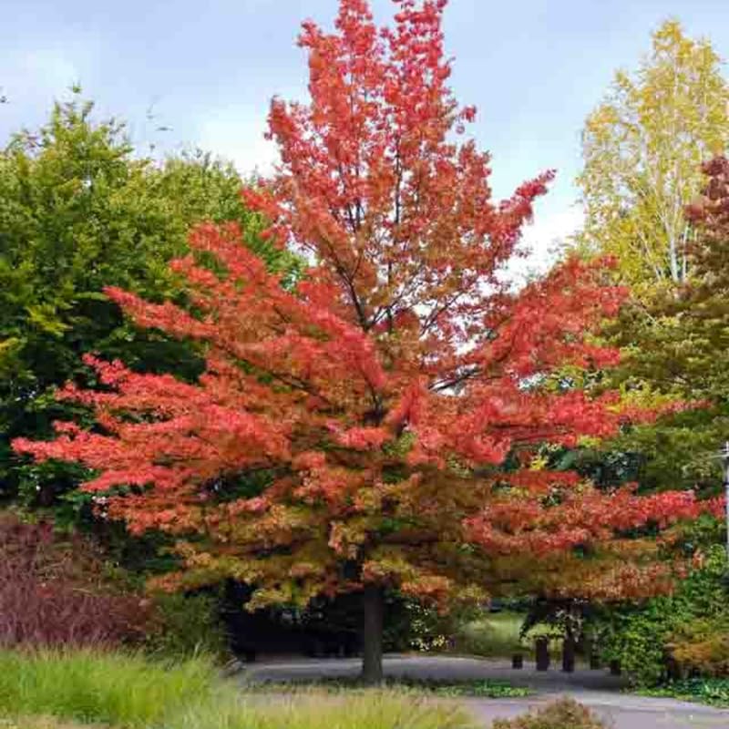 Oak Tree Plant in Quart Pot, 6-12 Inch Tall Shade Tree Live Oak Plants Potted Seedling for Planting Outdoor Garden, Dormant in Winter