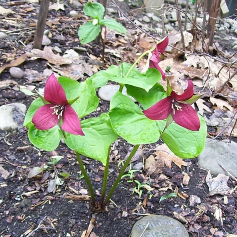 10 Red Trillium Bulbs for Planting, 3 to 5 Inches, Spring Flower Bulbs