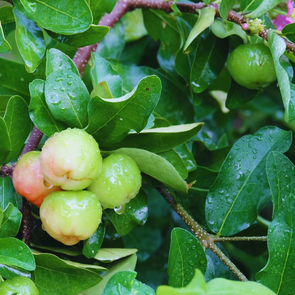 Set 2 Barbados Cherry Plants Live, Cold Hardy Cherry Tree Live Plant from 5 to 7'' Tall