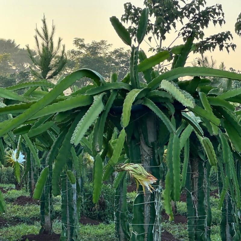 Live Red Dragon Fruit Plant 1 Gallon, Dragon Fruit Tree Plant Live for Home Gardening, Outdoor Plants