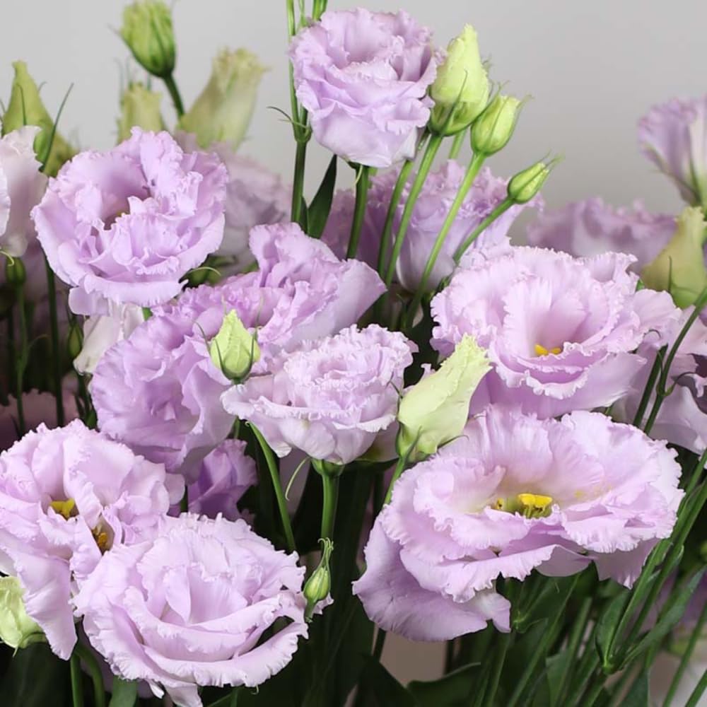 2 Eustoma Lisianthus Live Plants, Lisianthus Flowers Seedlings, 2-3 Inch Tall Well-Rooted Plug, Lisianthus Plants (Pastel Blue Lisianthus)