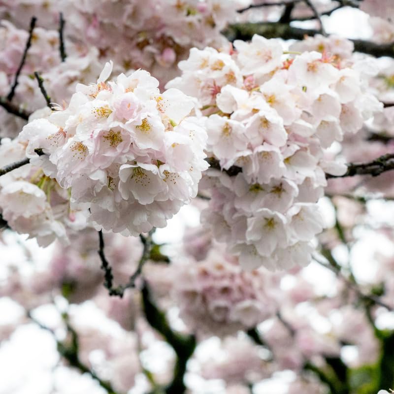 White Cherry Blossom Plant in 3 Gallon Pot, 2-3Ft Tall Live Cherry Flower Plants for Planting Outdoor Garden, No Ship to CA
