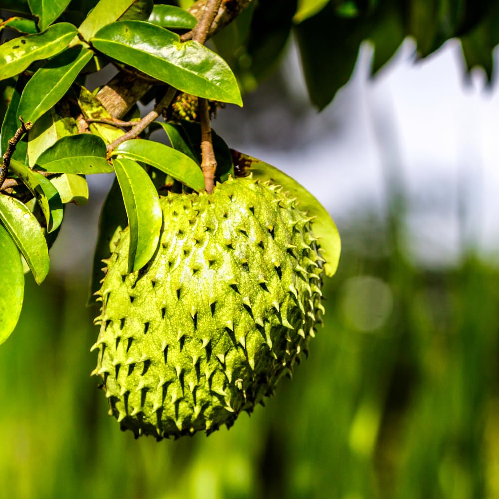 Soursop Tree Live Plant in Pot, 2 to 3 Feet Tall Sweet Soursop Plant, Guanabana Soursop Fruits Plant, Tropical Fruit Tree, No Ship to CA