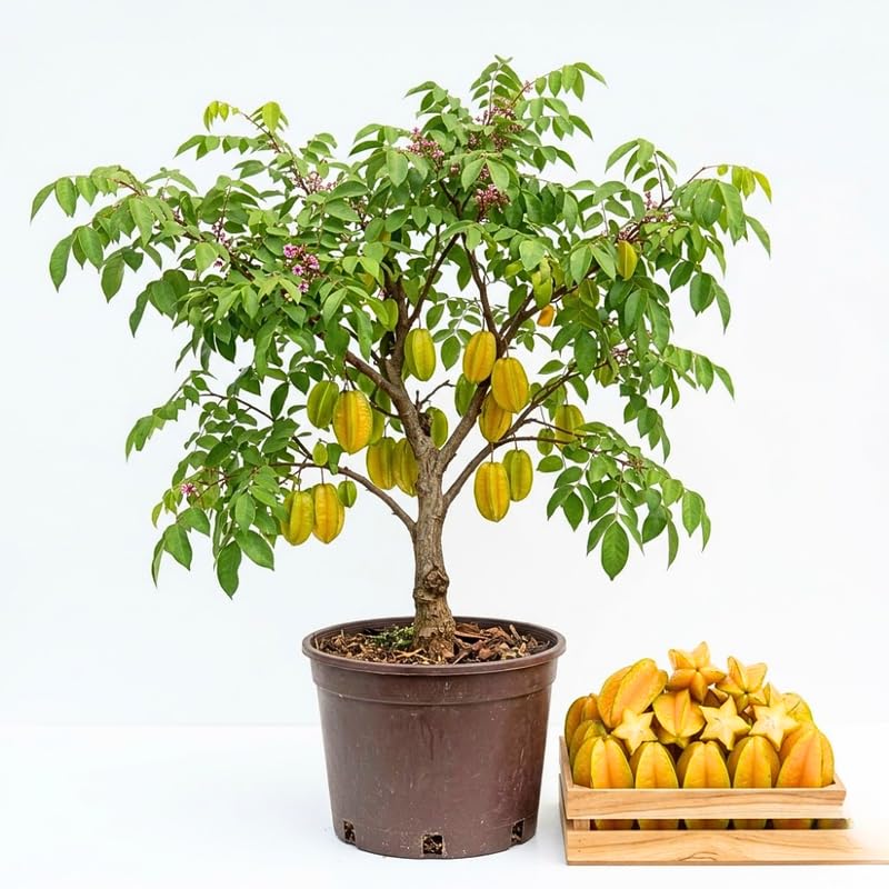 Starfruit Tree Live Plant, Starfruit Fruit Plant Live for Planting, 2-3 Feet Tall in 3 Gallon Pot, No Ship to CA