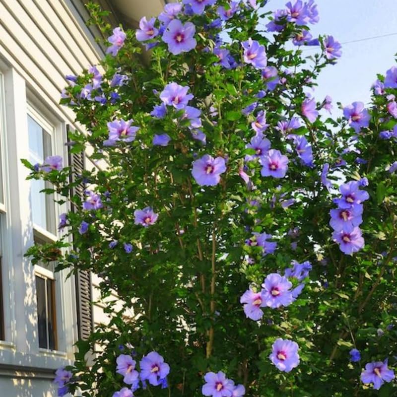 Dormant Purple Althea Rose of Sharon Live Plant, Hardy Hibiscus Flowering Shrub 6-12 Inch Tall, Vibrant Althea Blooms for Outdoor Garden