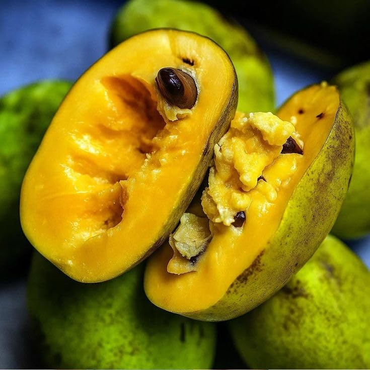 Sweet Paw Paw Tree Plant in Quart Pot, Hardy Pawpaw Tree, Well Rooted, Fast-Growing Fruit Trees, 6-12 Inches