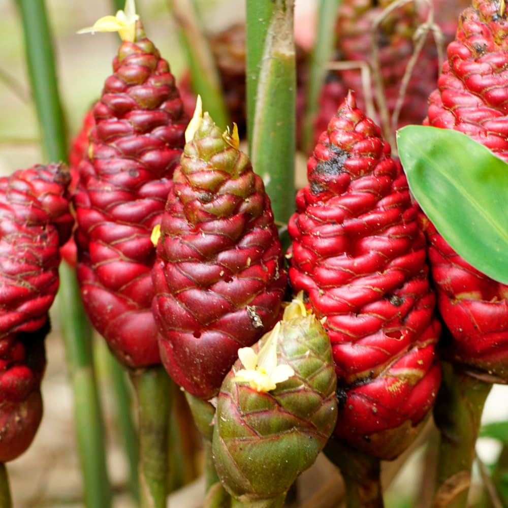 Shampoo Ginger Plant Live for Planting, Zingiber Zerumbet 4-6 Inches, Red Pinecone Hawaiian Ginger for Outdoor Garden