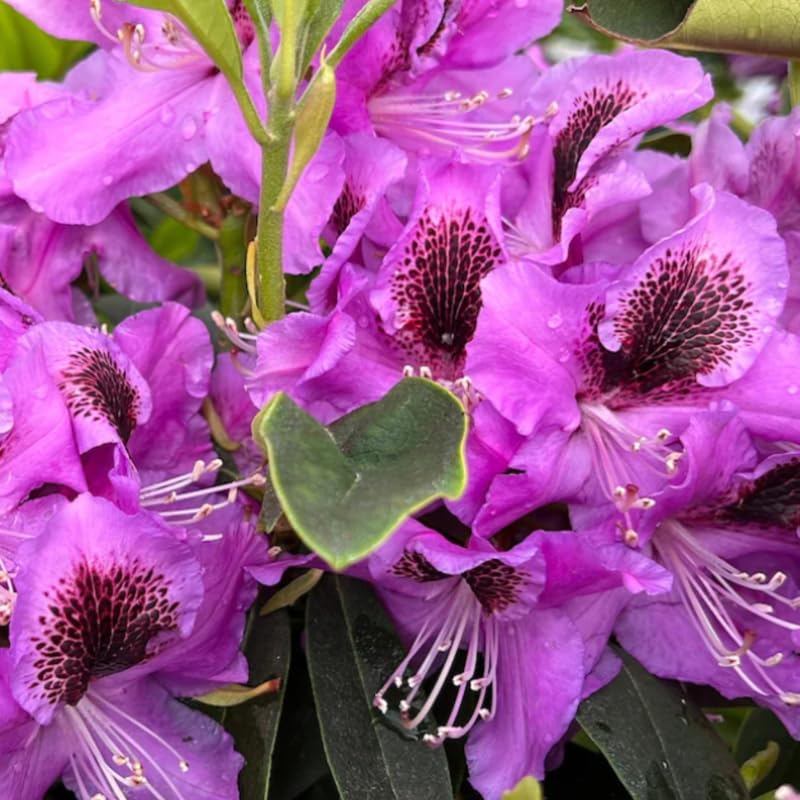 Purple Rhododendron Plant Live, Azalea Plants, Rhododendron Azalea Bushes Ready to Plant, Full Sun Outdoor Plants