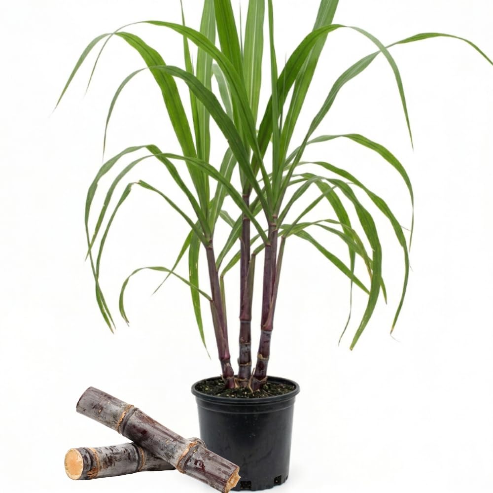 Purple Sugarcane Plant in 6" Pot, 3-4 Sugar Cane Plants Potted, Fast Growing Tropical Starter Plants for Indoor and Outdoor Gardening, No Ship to CA