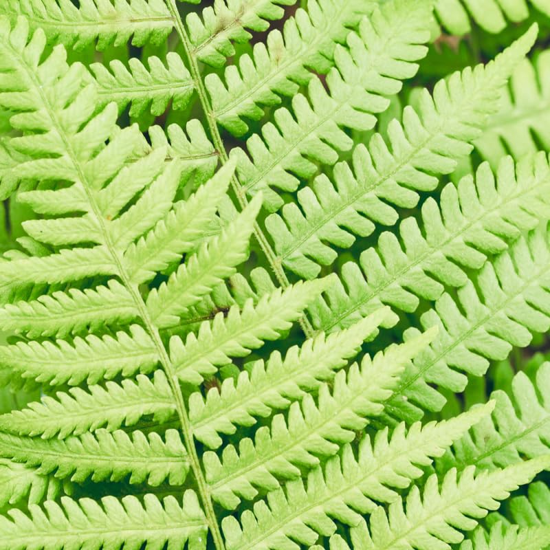 5 Cinnamon Ferns Live Plants Rhizomes, Ferns Live Plants Outdoors Indoors, Pack 5 Bare Roots