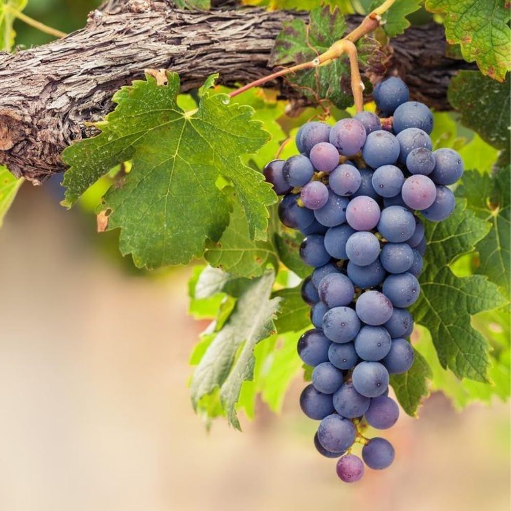 Set of 3 Muscadine Grape Plants Live, 4-6" Tall Seedless Grape Vines for Outdoor Planting, Hardy Fruit Plants for Garden and Vineyard (Deep Purple Black Grape)