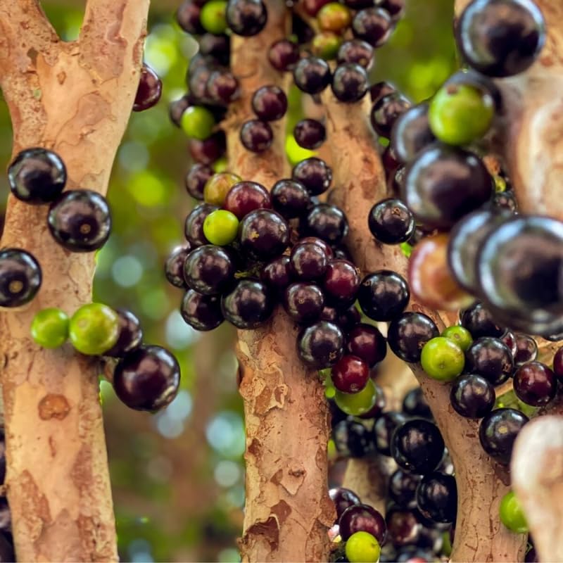 Jaboticaba Tree Plant, 1-2 Ft Tall Black Jaboticaba Fruit Live Plant in 3 Gallon Pot, Perennial, Tropical Fruit Plants, No Ship to CA