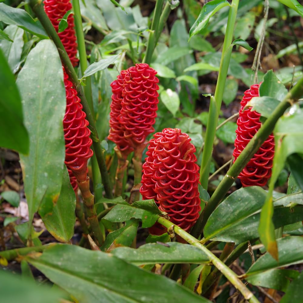 Shampoo Ginger Plant Live for Planting, Zingiber Zerumbet 4-6 Inches, Red Pinecone Hawaiian Ginger for Outdoor Garden