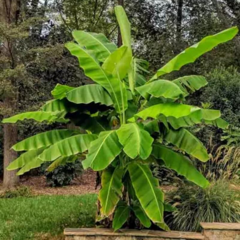 Basjoo Banana Plant, Banana Trees Live Plants, 4-6" Tropical Fruit Tree for Home Garden, Patio and Container Growing