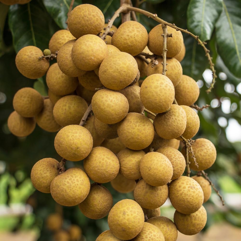 Longan Tree Live Plant, Longan Plants Well Rooted, Tropical Fruit Tree Outdoor Garden 2 Ft Tall in Gallon Pot, No Ship CA