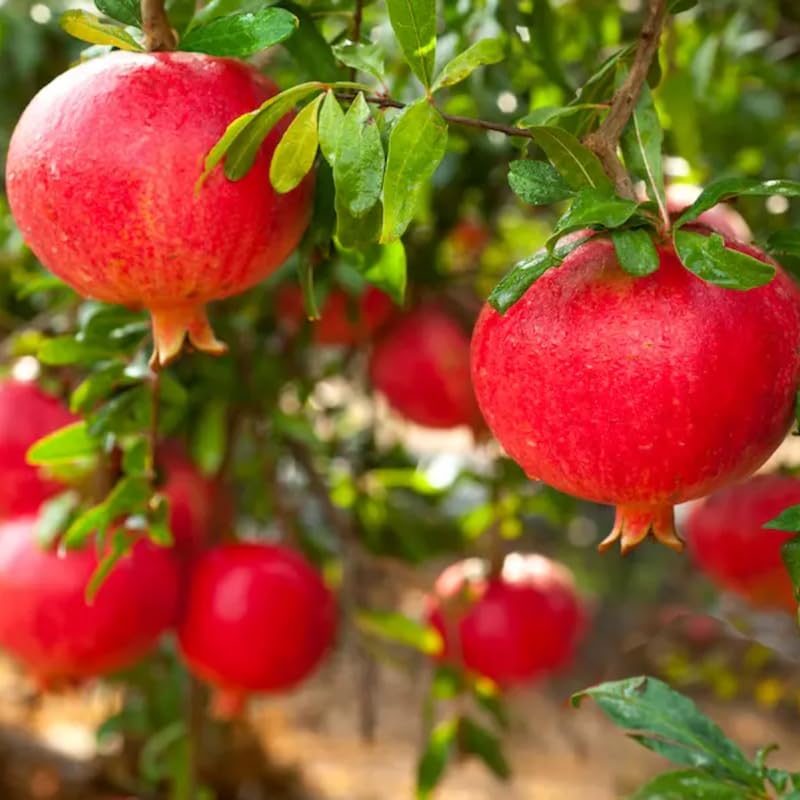 Pomegranate Plant Live, 1-2 Feet Tall, Red Pomegranate Live Plants, Tropical Fruit Tree for Outdoor Indoor Planting, High Yield, Live Cherry Tree in 1 Gallon Pot, Well Rooted, No to CA